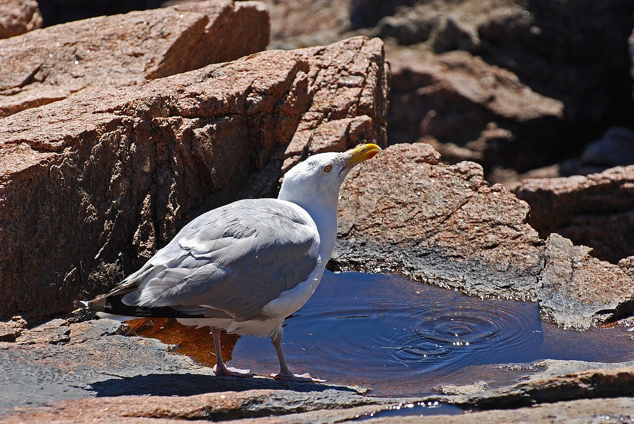 A gull standing on rocks near a small tide pool by the coast
