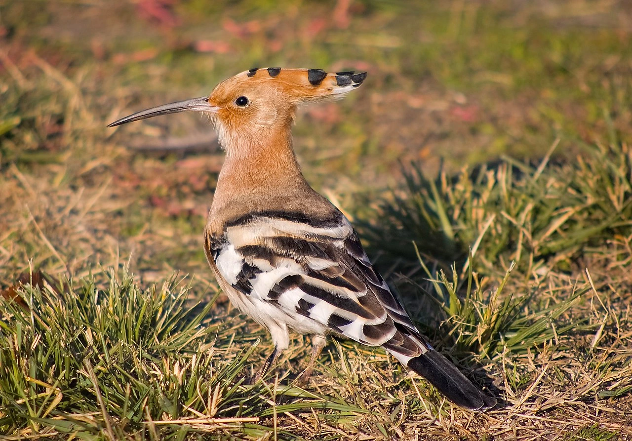 hoopoe bird in hindi meaning
