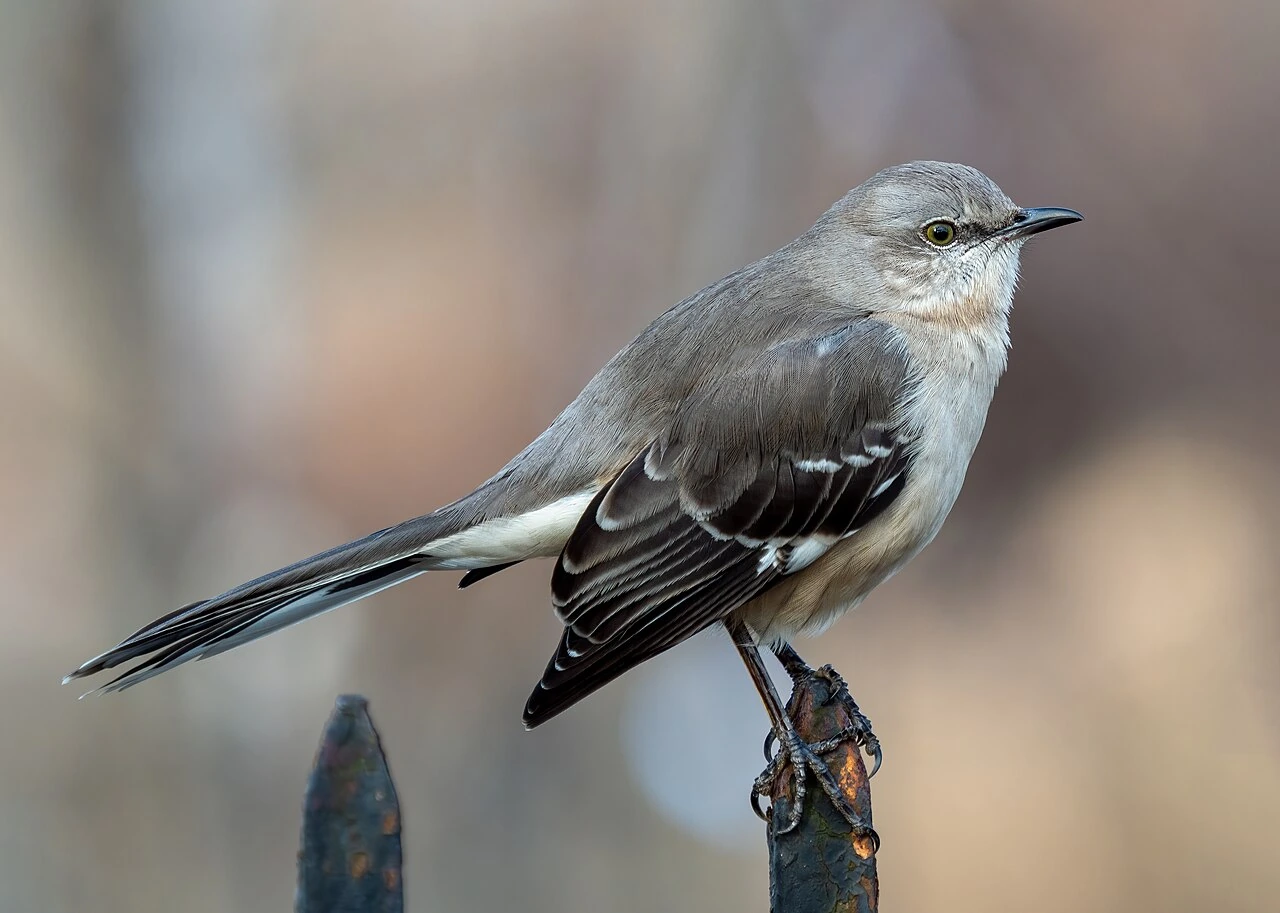 Mocking Bird Meaning in Hindi: Name, Symbolism, and Use