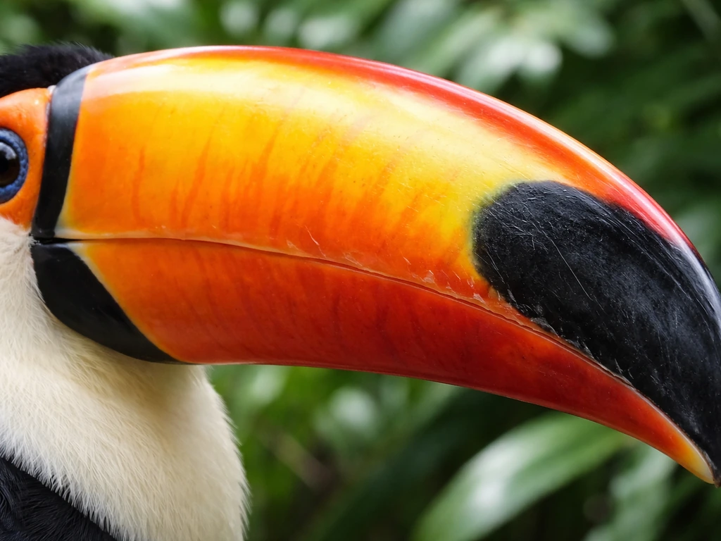 Macro close-up of a toucan’s brightly colored multicolored bill with blurred tropical foliage background.
