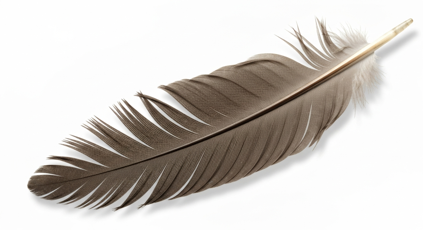 Close-up of a large bird flight feather representing the Hindi word पंख (paṅkh) meaning quill or feather.